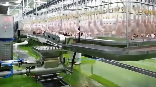 探秘現代化雞肉加工廠 智能化機械如何重塑食品產業